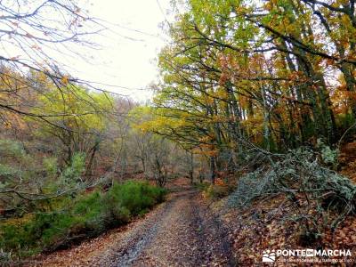 Hayedo Tejera Negra - Fiesta Almudena; calzado trekking sierra norte de madrid gente para viajar